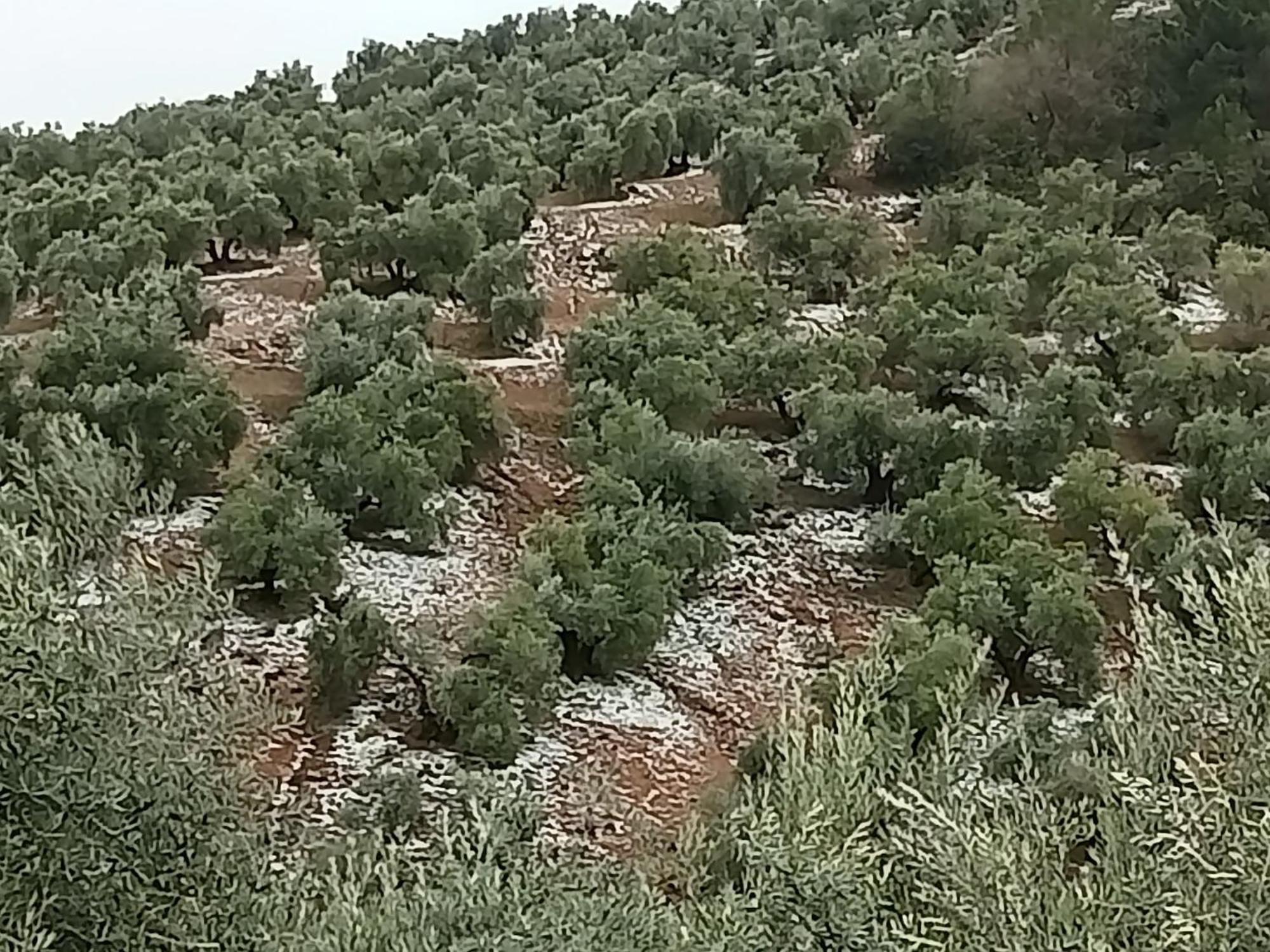 El Almendro De La Tia Teresa *