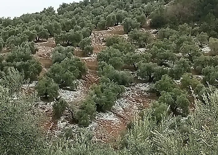 El Almendro De La Tia Teresa