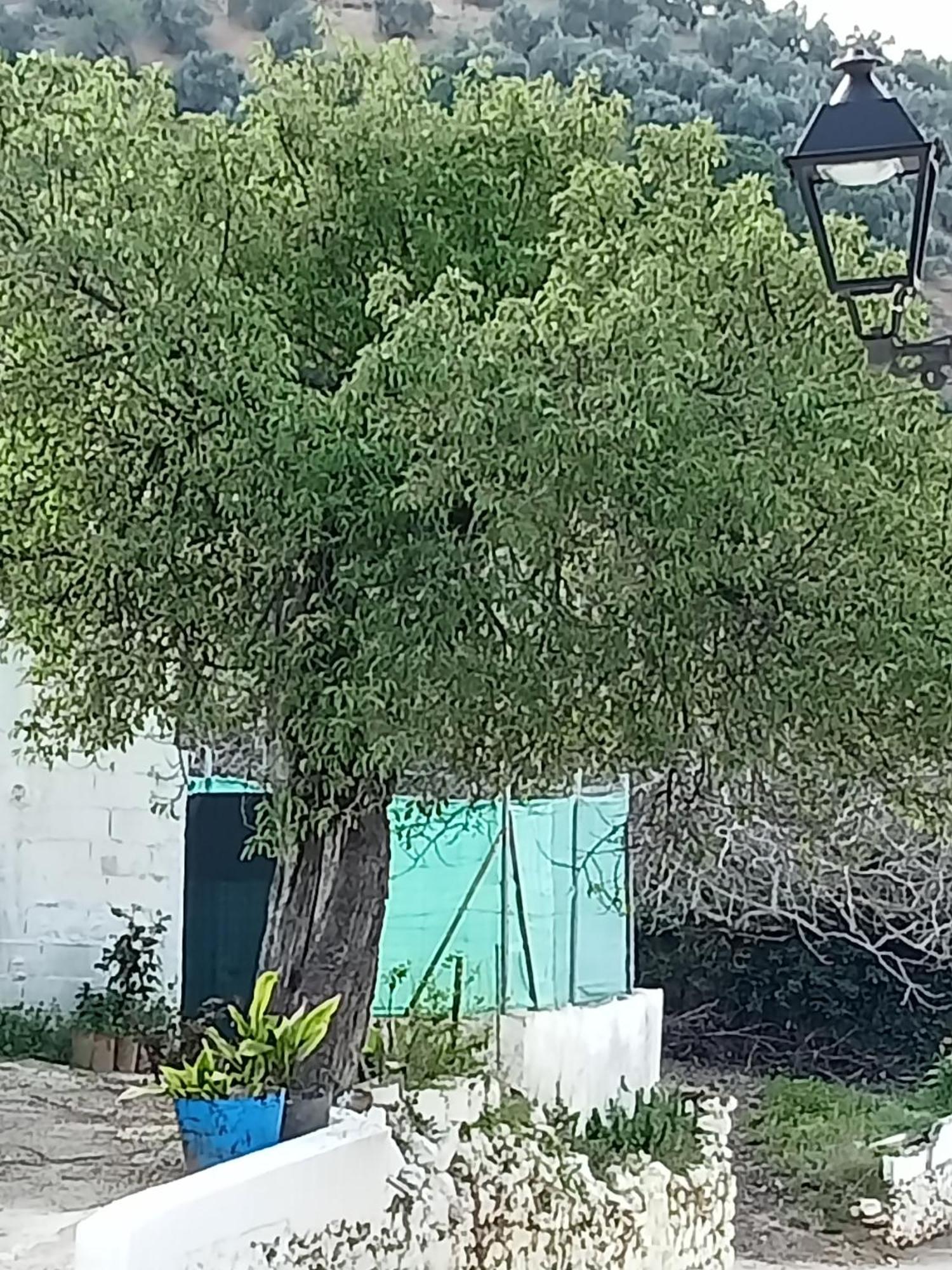 El Almendro De La Tia Teresa Vakantiehuis Prados de Armijo